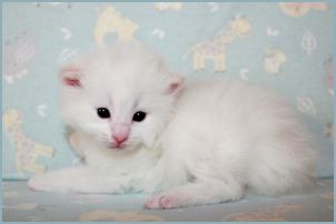 Male Siberian Kitten from Deedlebug Siberians